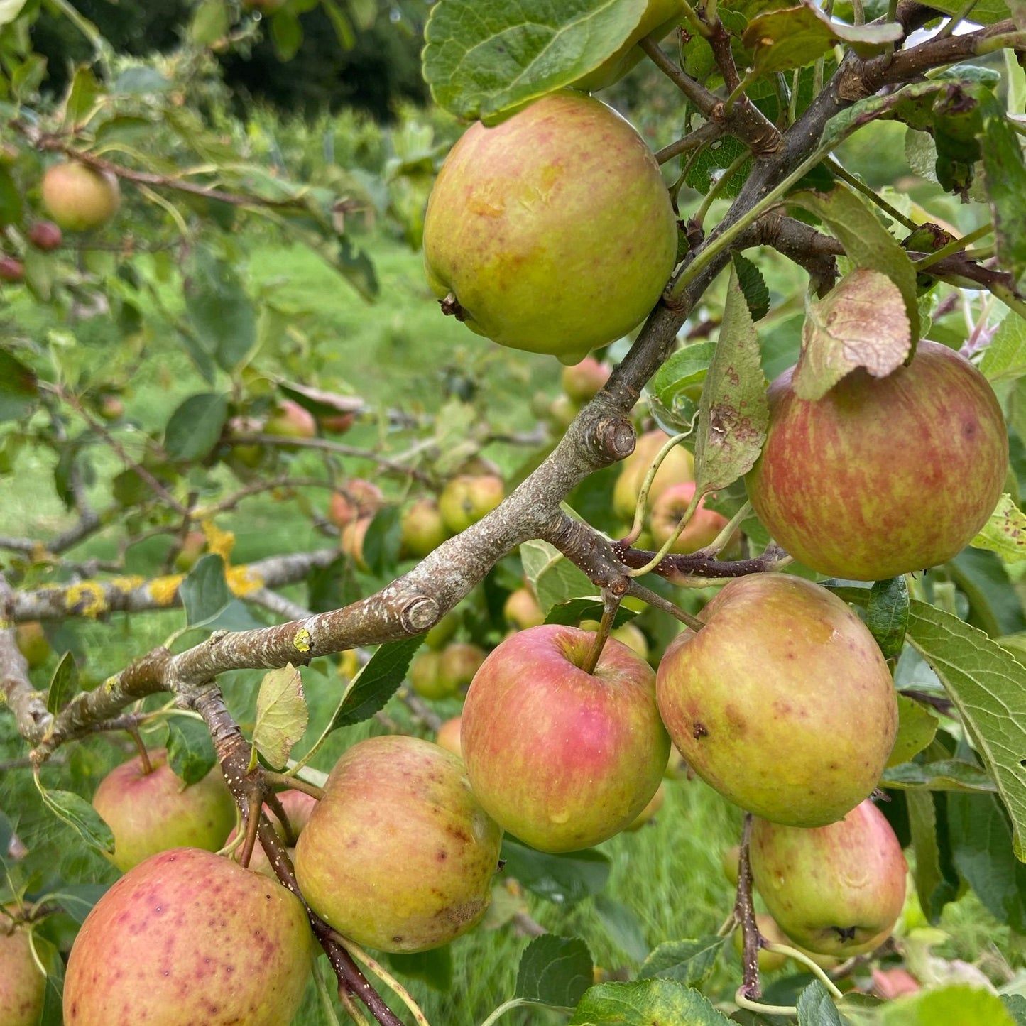 Apple Sauce 270g